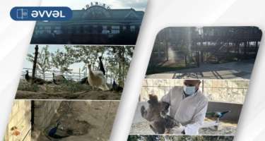 Mis.Az - Son Xeberler